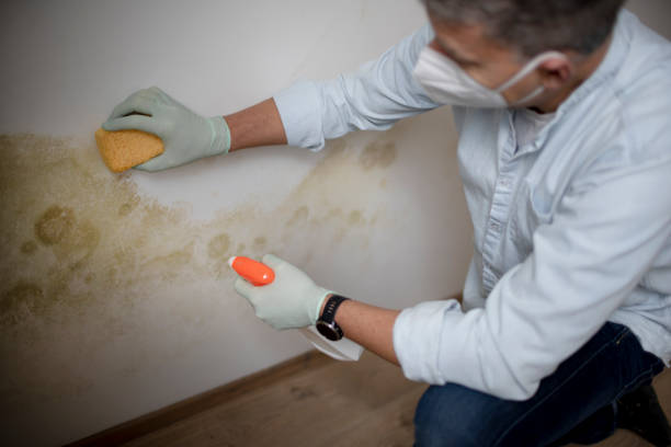 Best Attic Mold Remediation in , UT